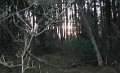 Soendag morgen i skoven_m